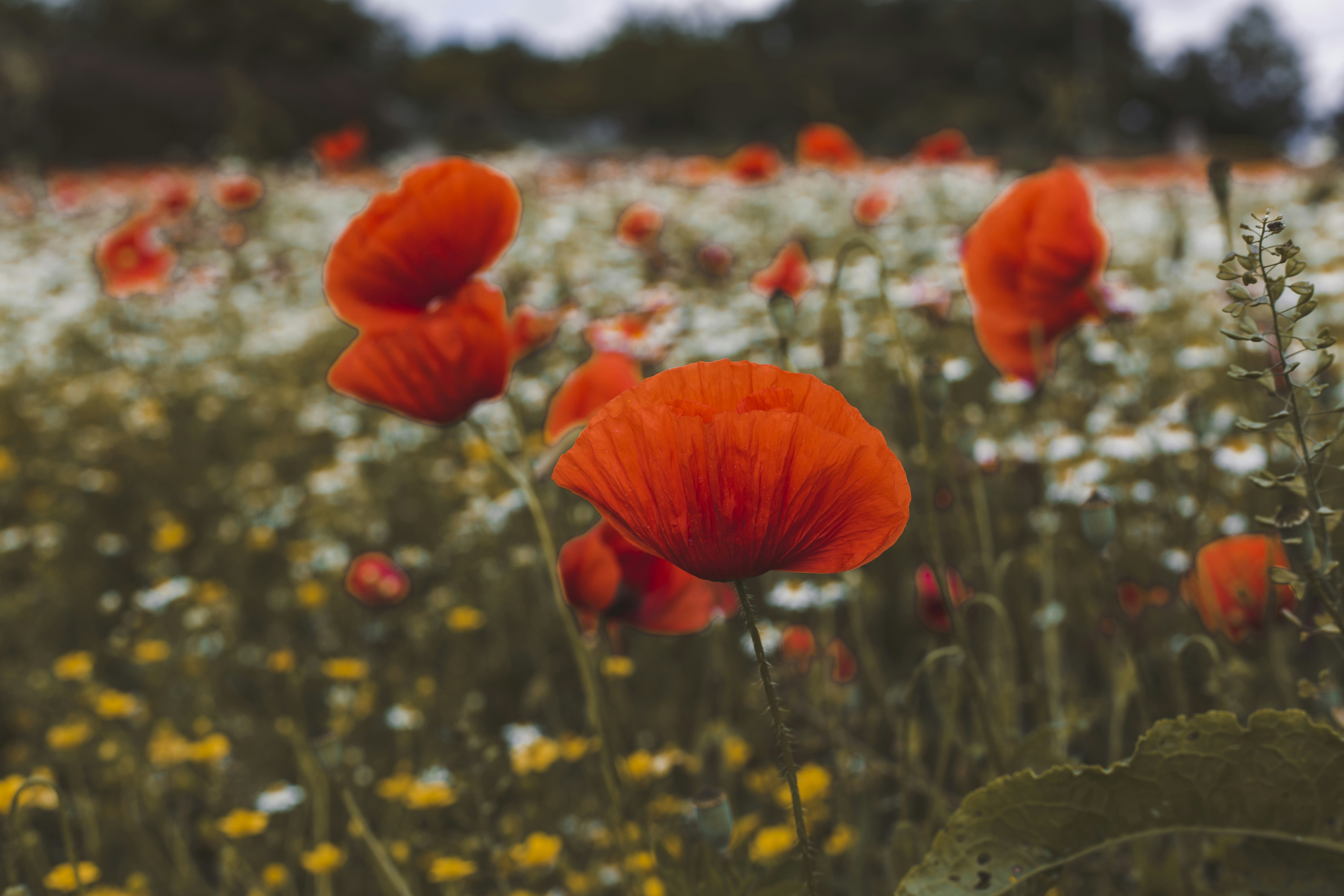 Photo by i_am_simoesse