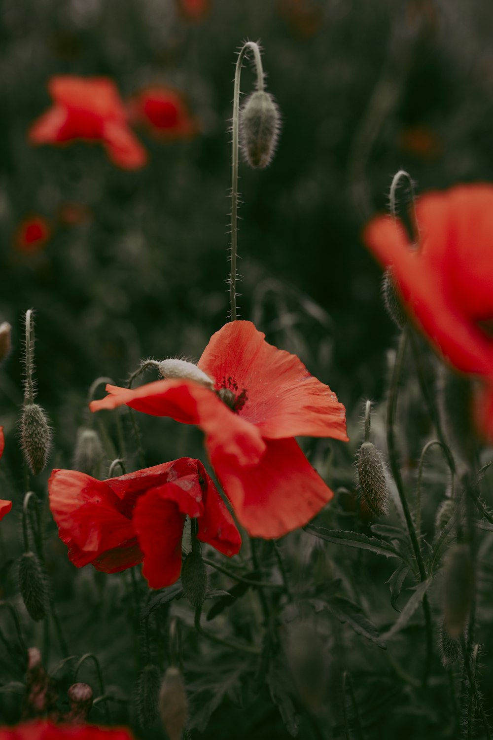 red flower in tilt shift lens