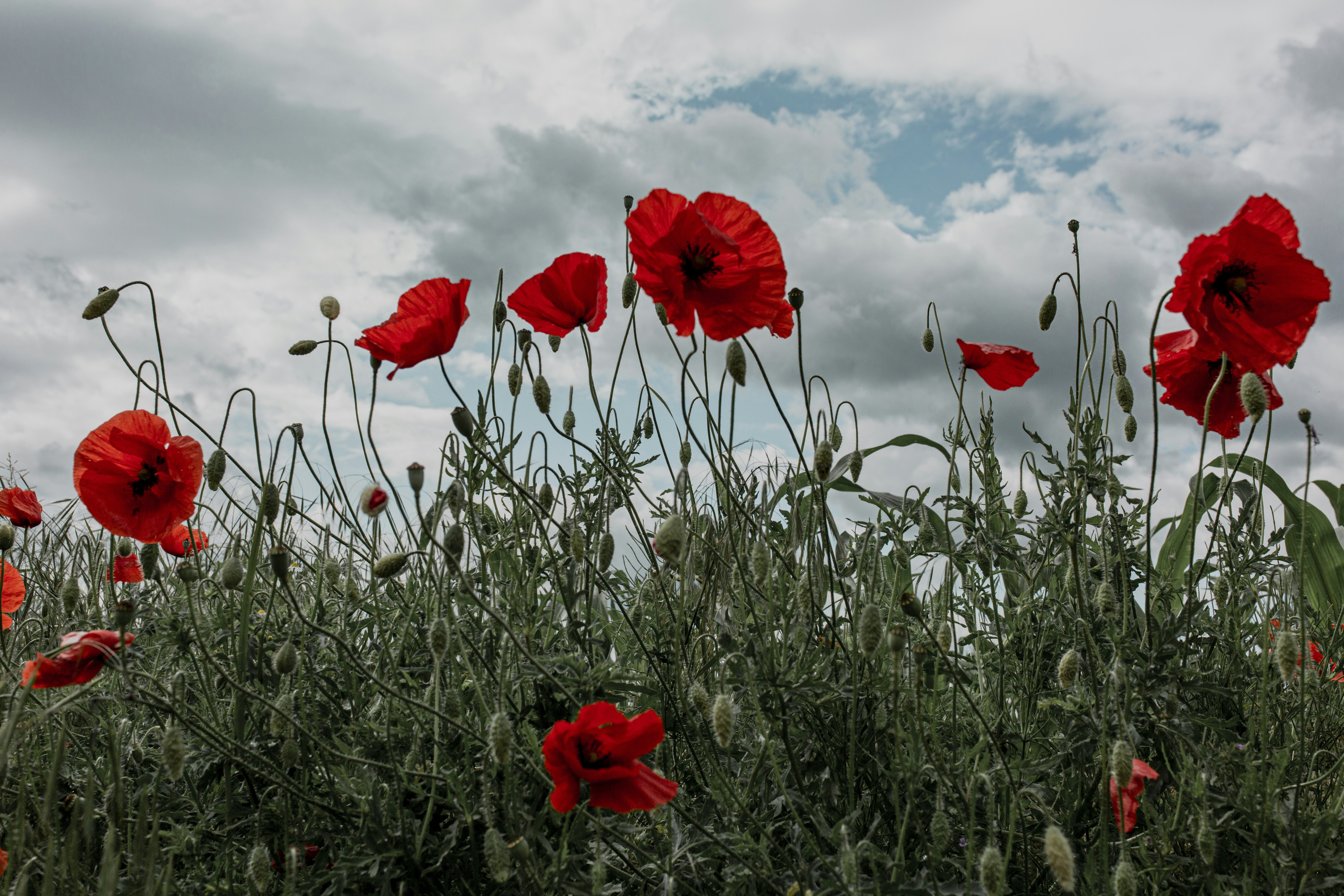 Photo by i_am_simoesse