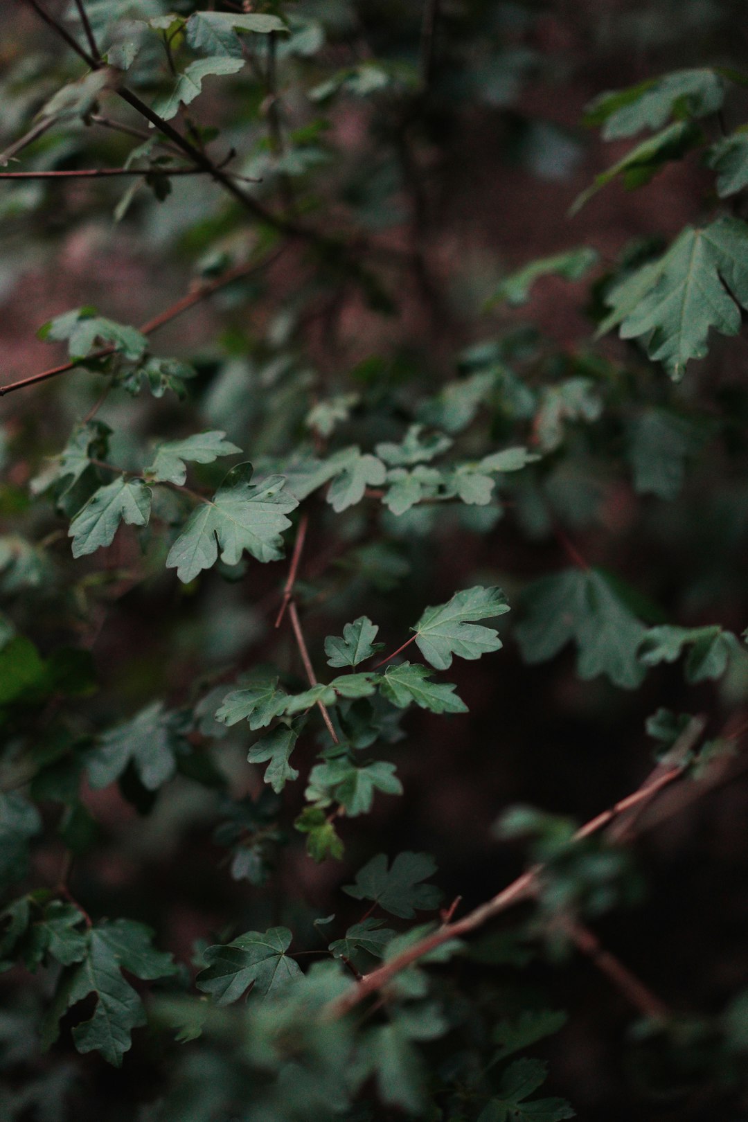 green leaves in tilt shift lens