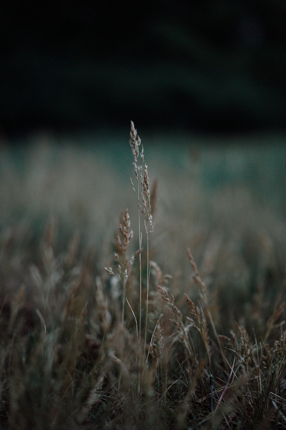 brown grass in tilt shift lens