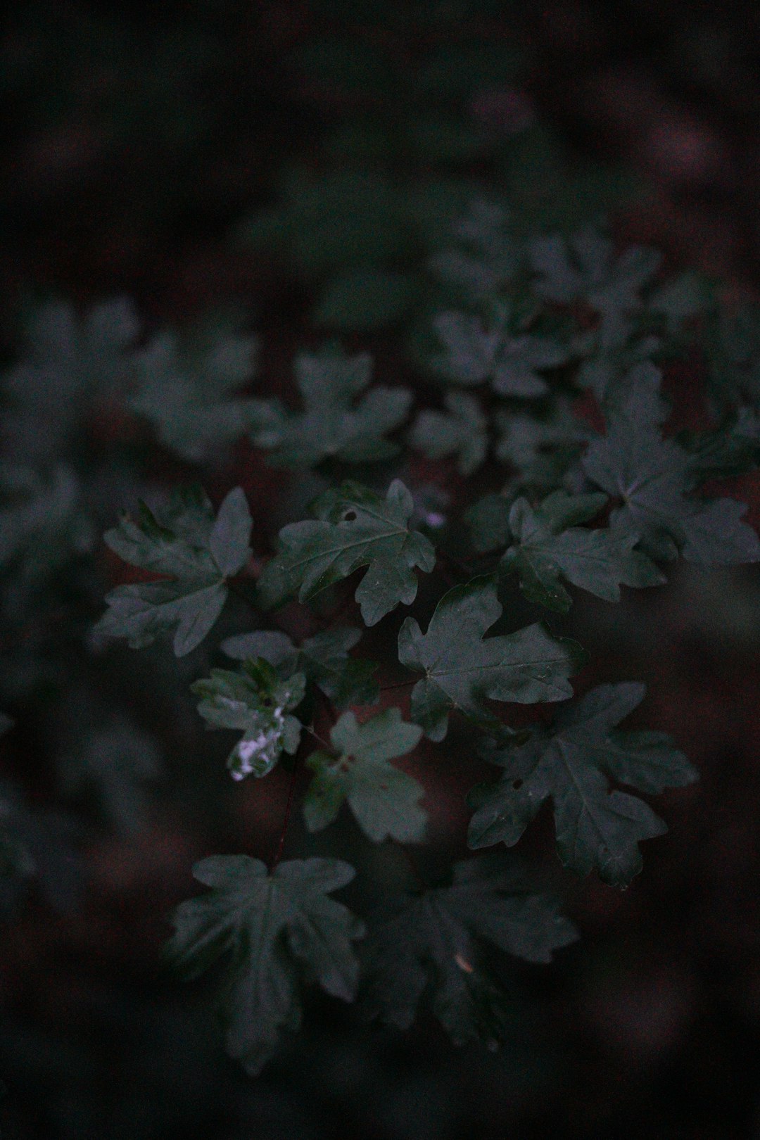 green leaves in close up photography