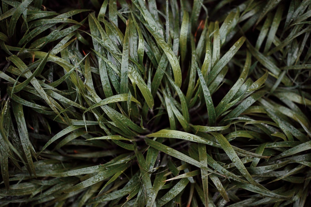 green plant in close up photography