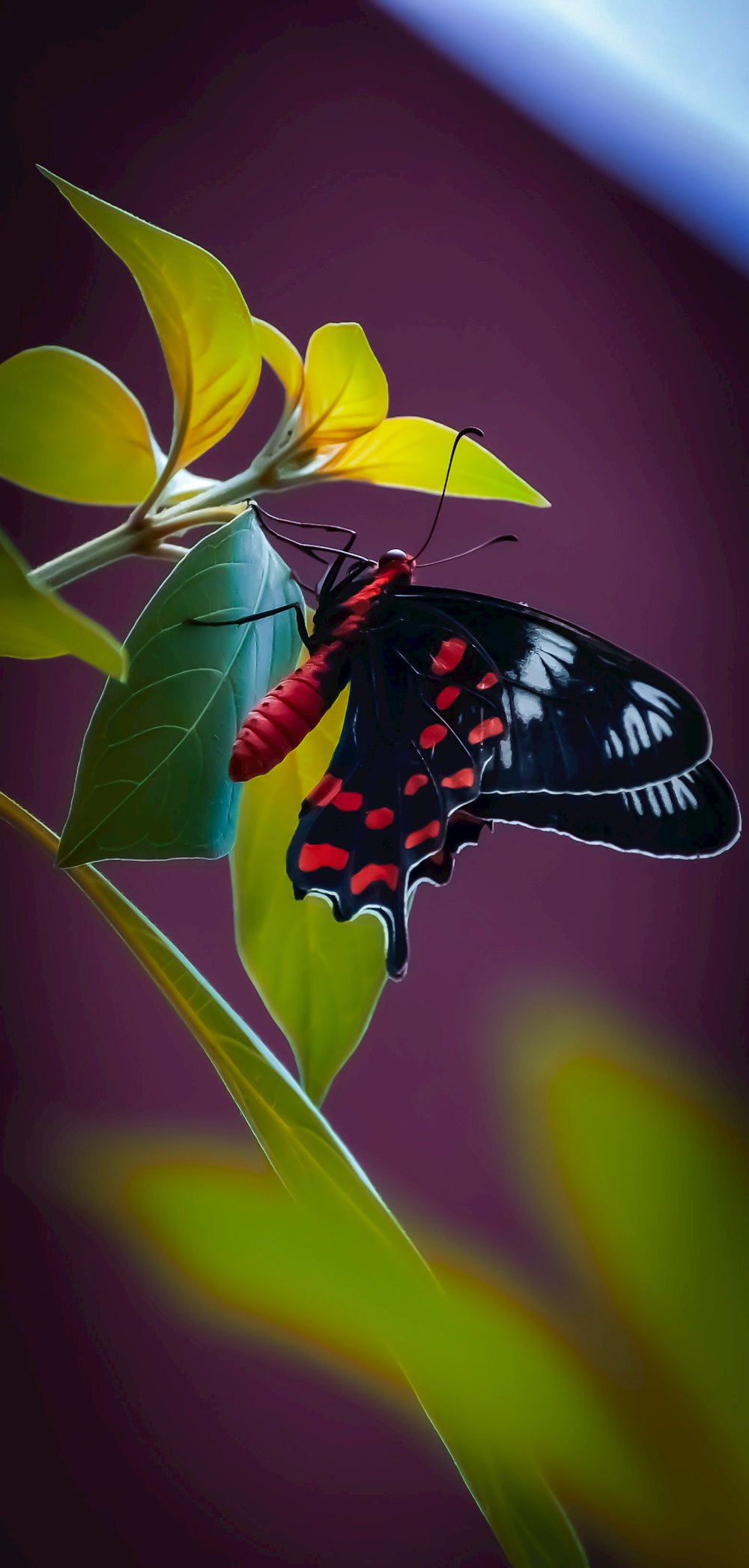 papillon noir, blanc et rouge perché sur une fleur jaune