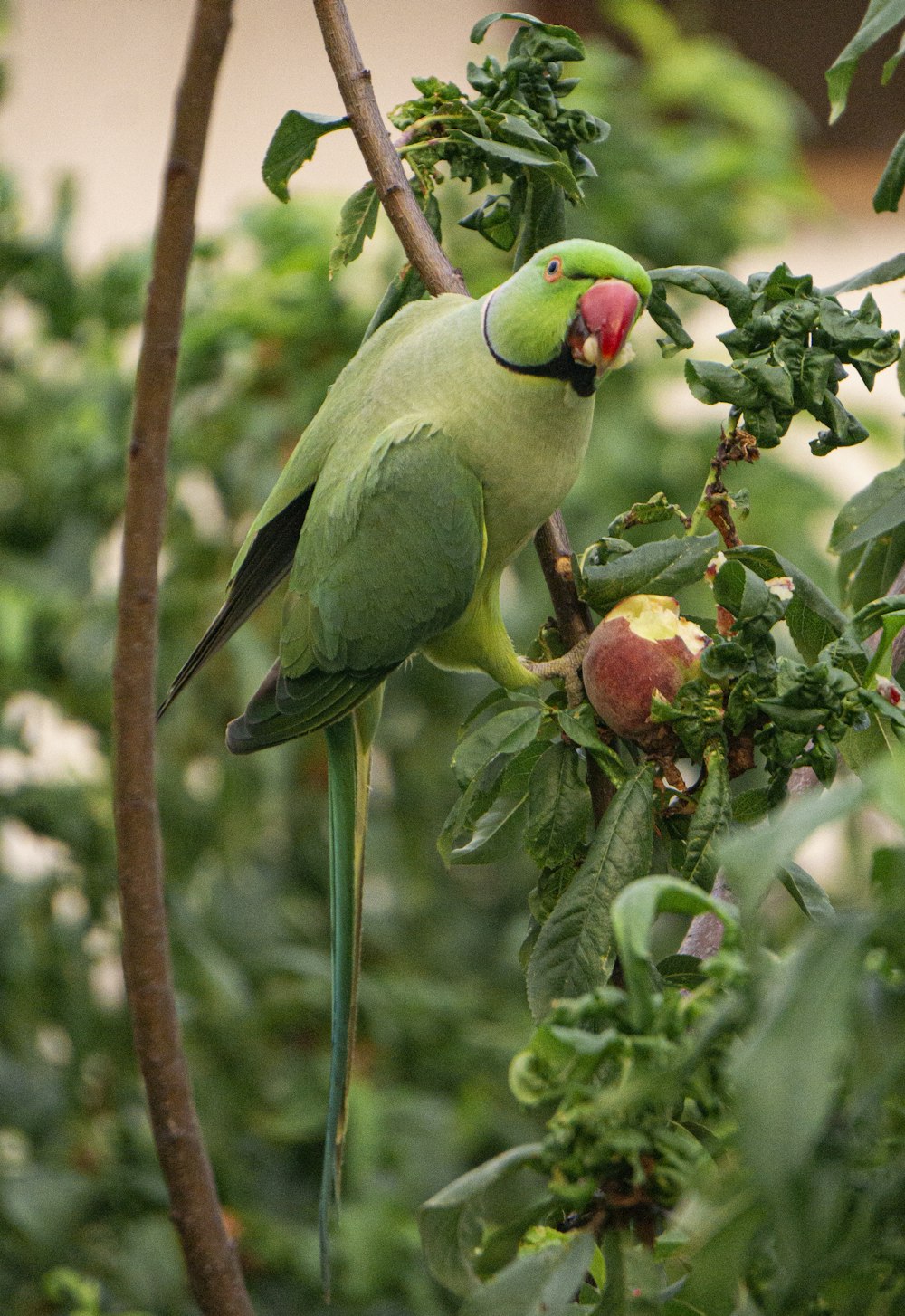 green and yellow bird on tree branch