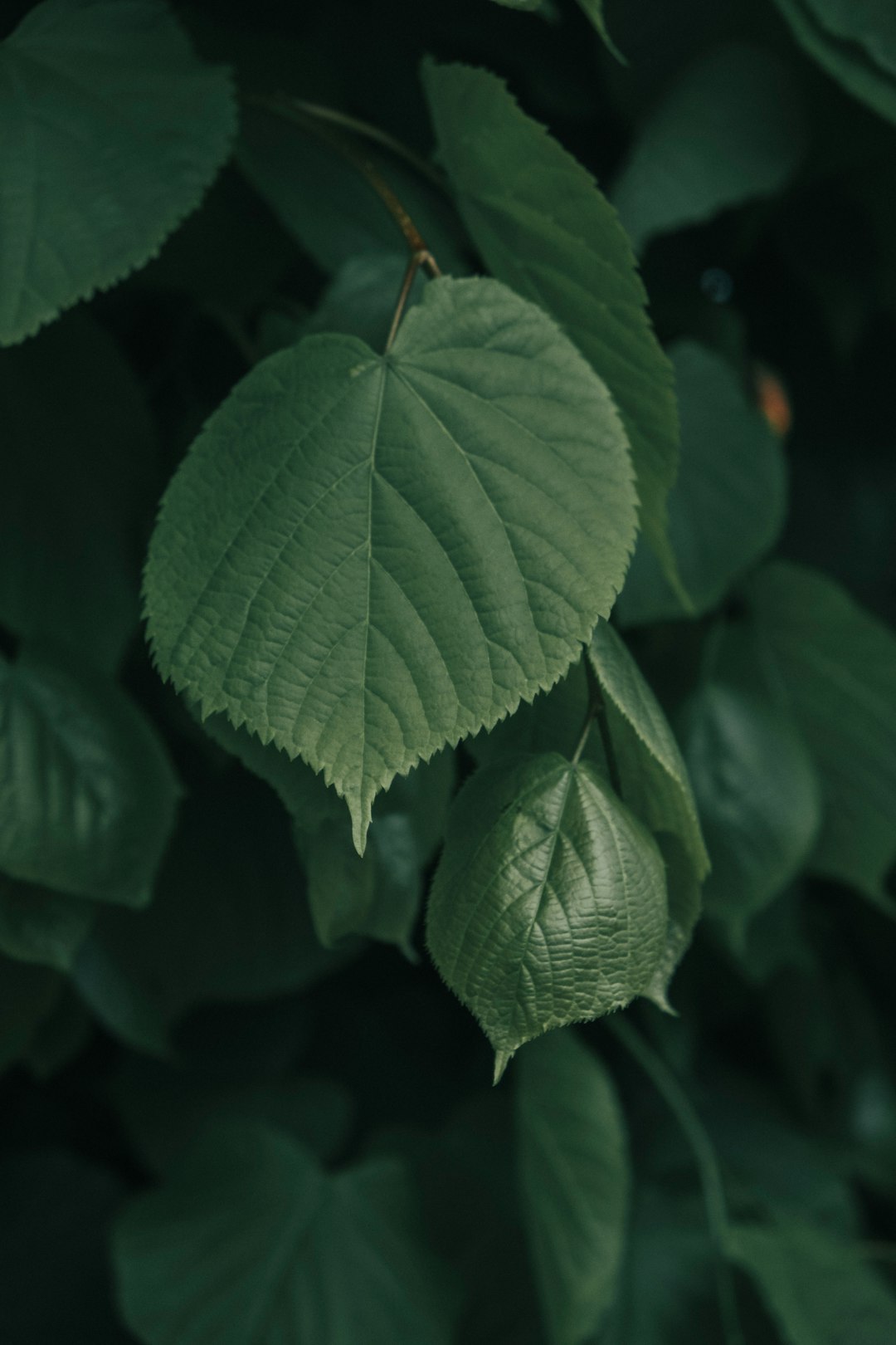 green leaf plant in close up photography