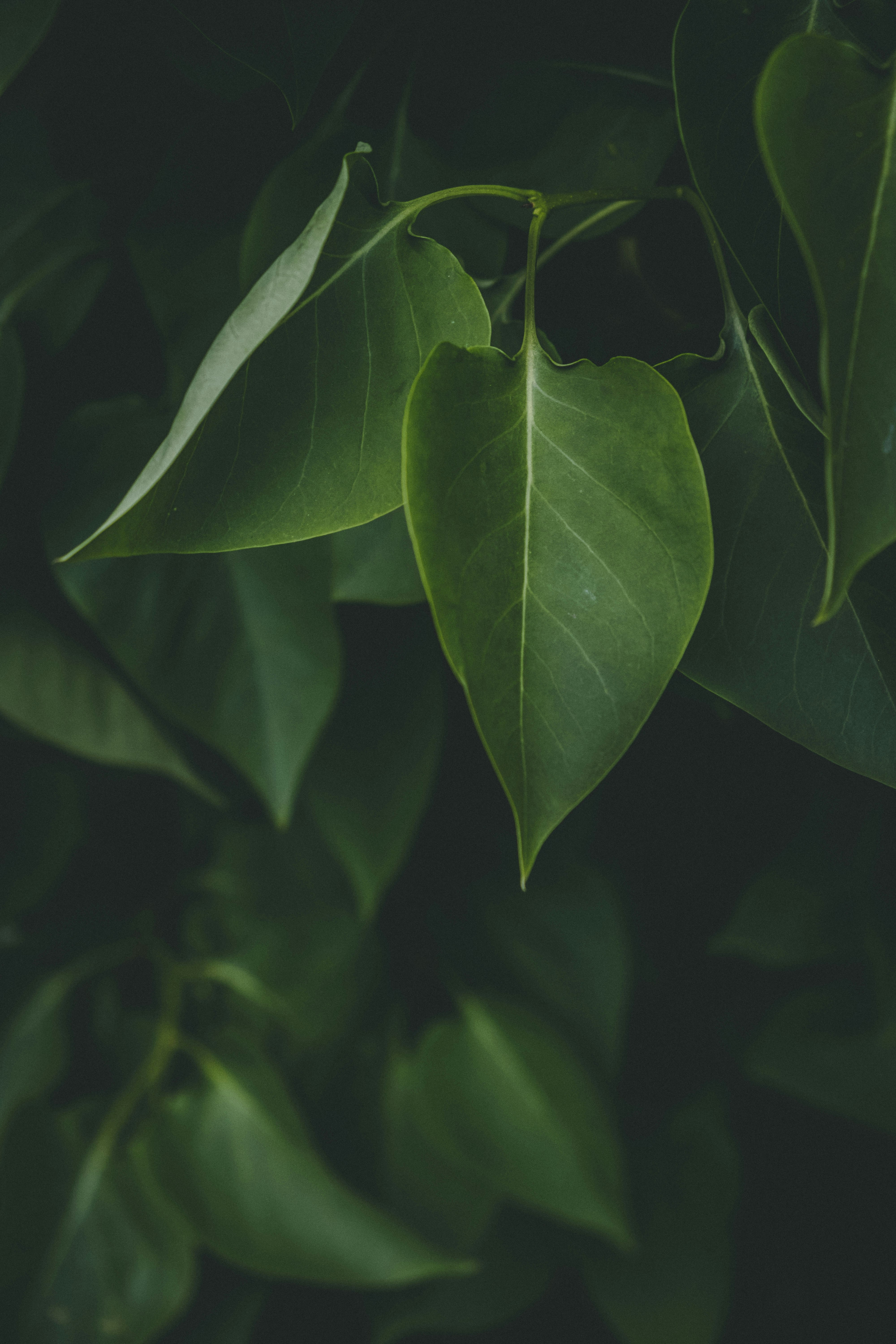 green leaf in close up photography photo Free Leaf Image on Unsplash