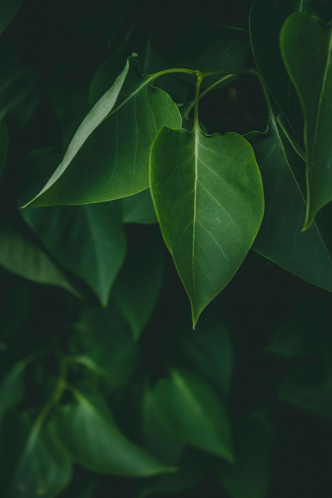 green leaf in close up photography