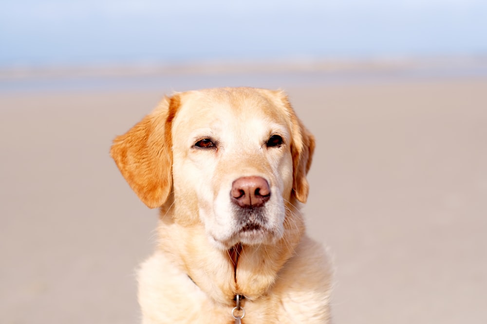 yellow labrador retriever on snow covered ground