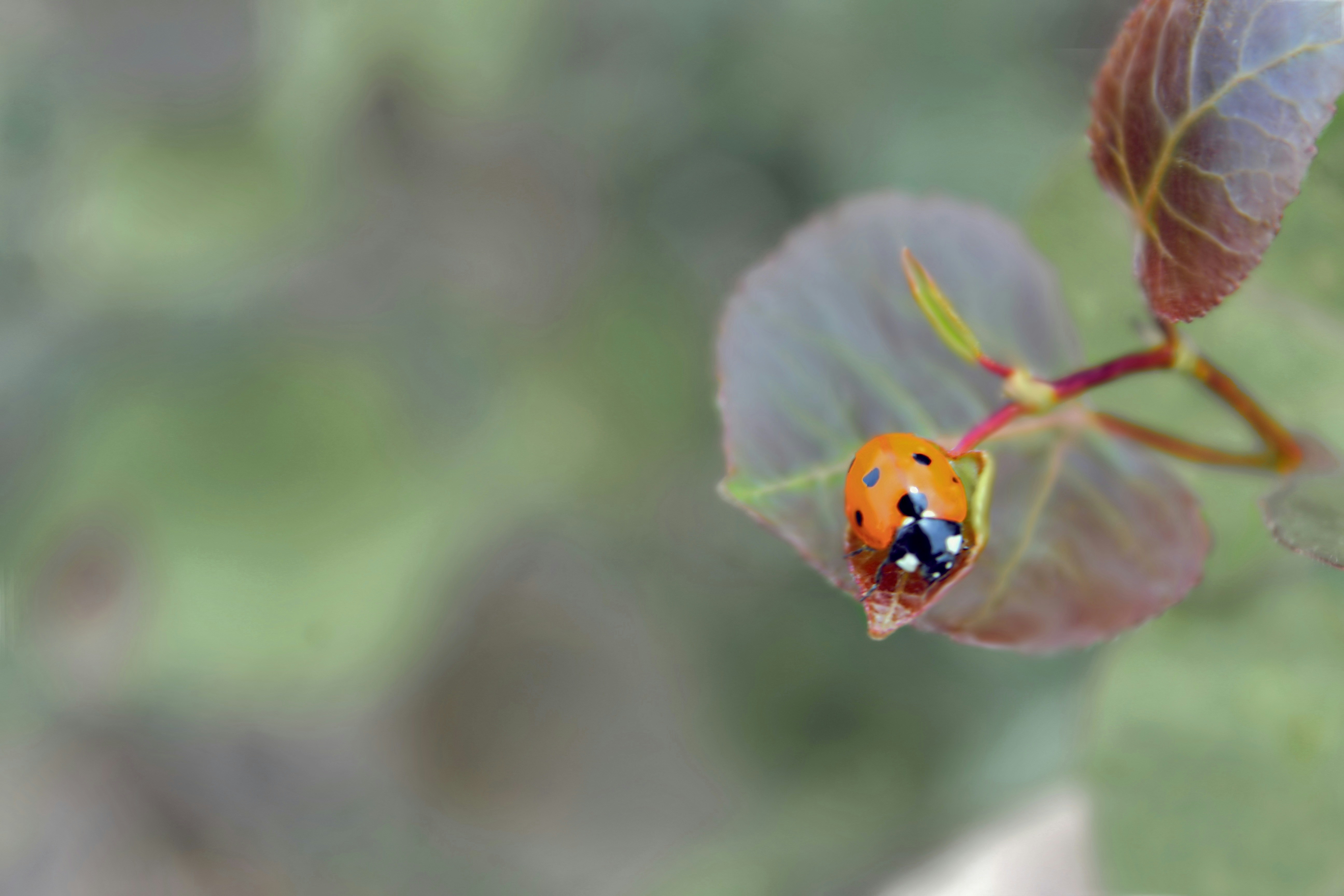 Photo by eertest