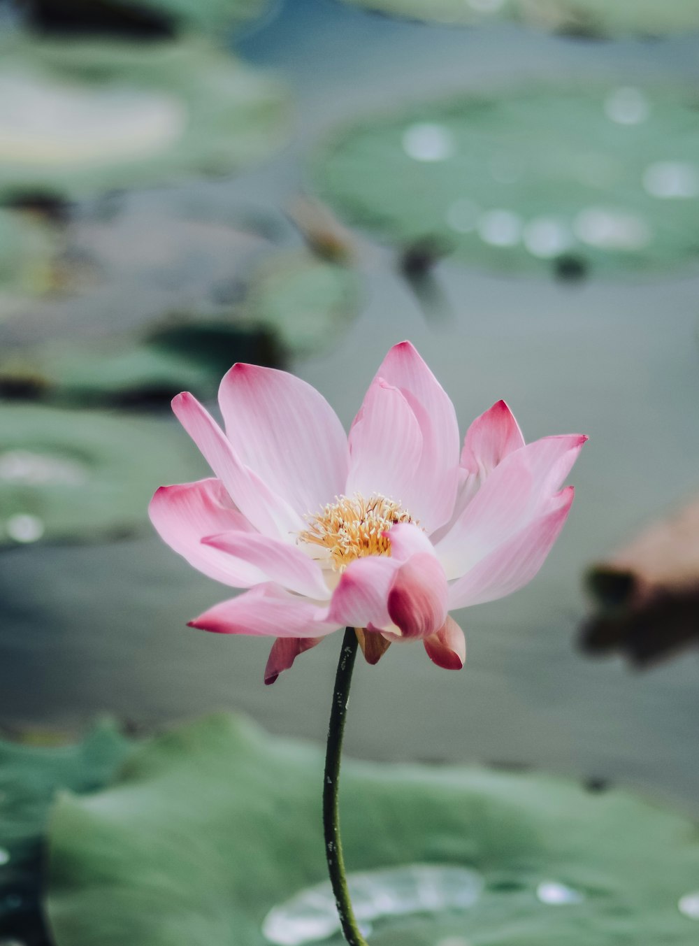 pink flower in tilt shift lens