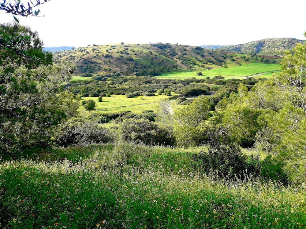 green grass field during daytime