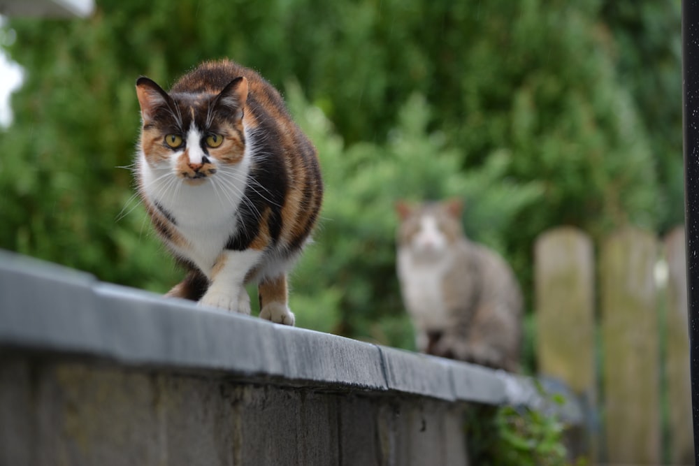 weiße braune und schwarze Katze tagsüber auf grauem Betonzaun