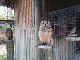 Several owls are perched in an outdoor enclosure. They are situated near a wooden structure with wooden poles and a metal cage. The setting appears to be a naturalistic habitat with some greenery visible in the background.