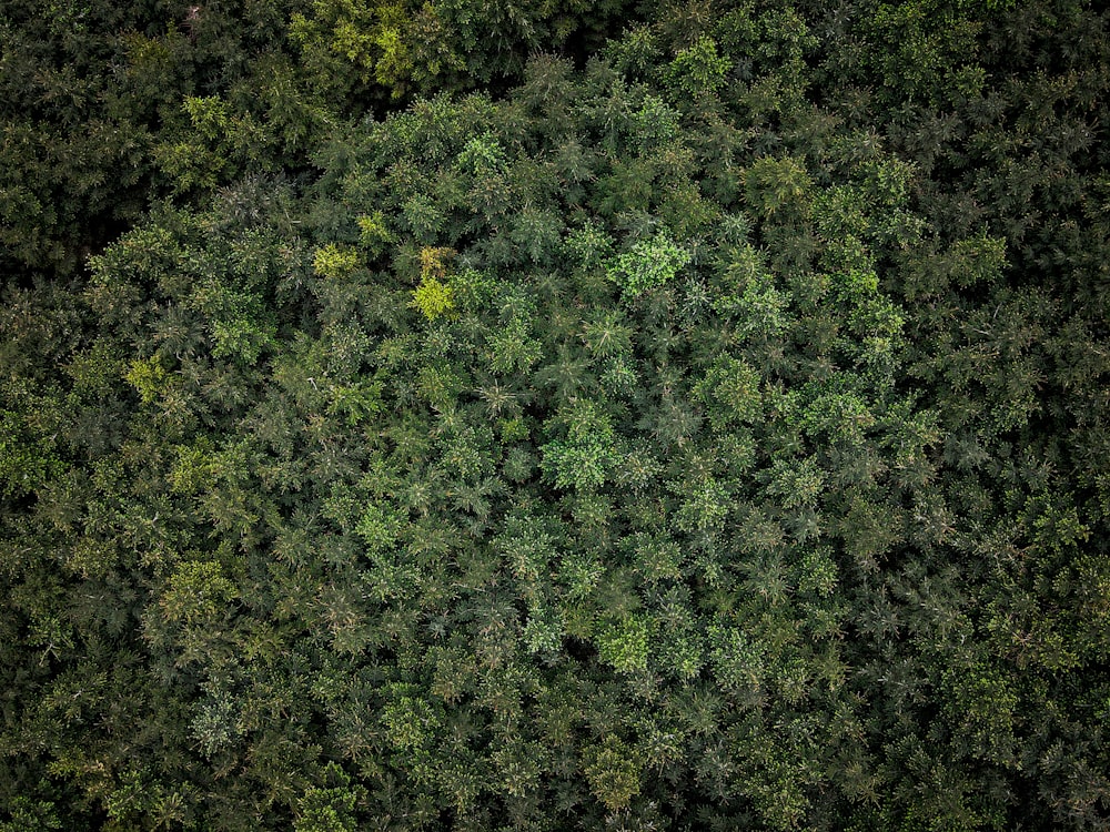 green leaves on brown soil