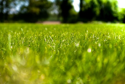 green grass field during daytime