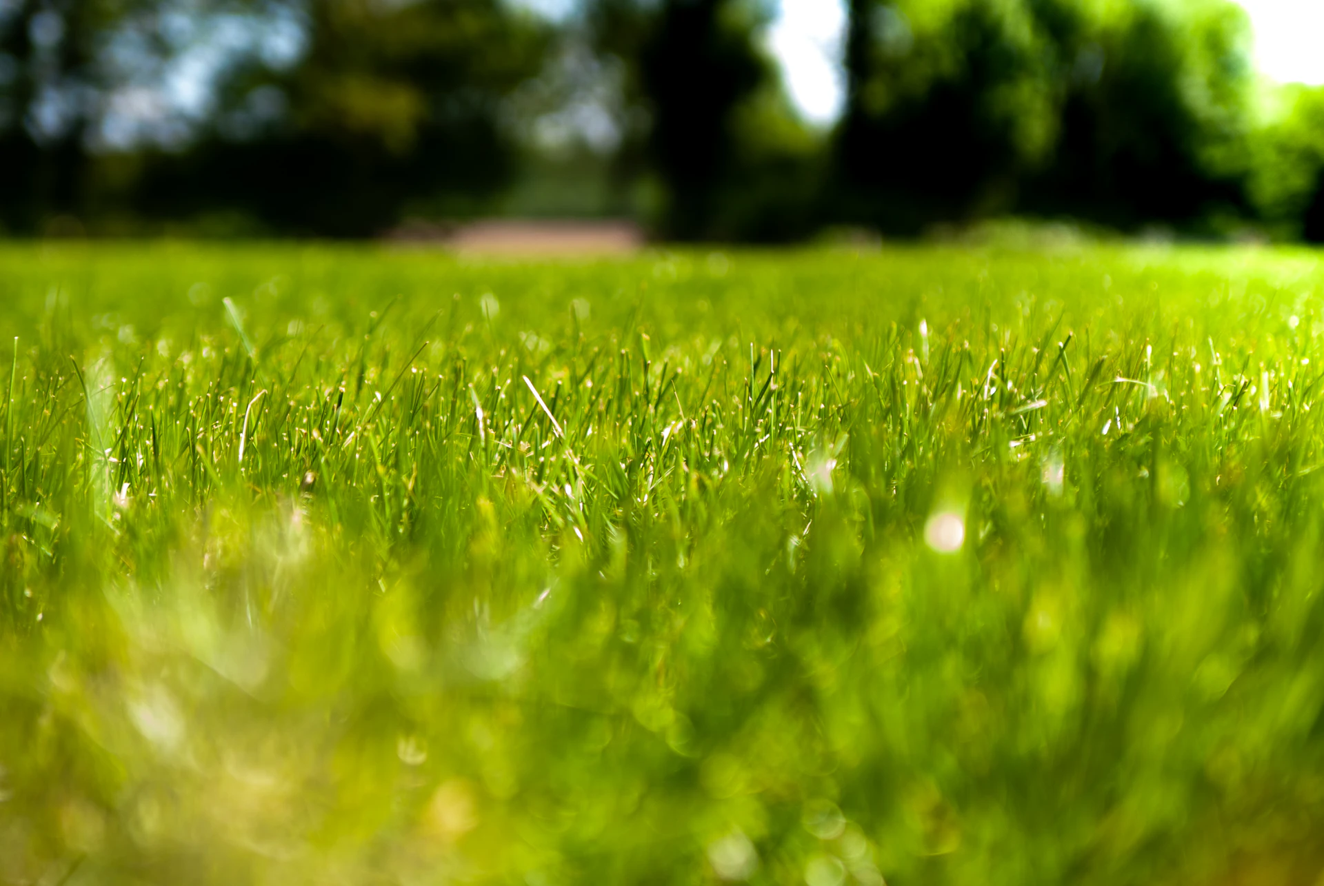 Fresh young grass growing in sunlight