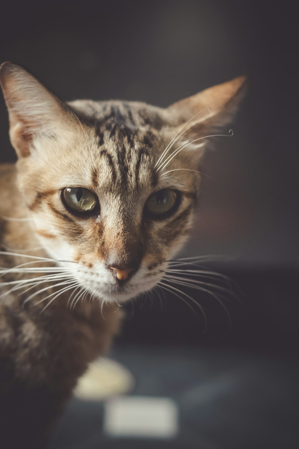 brown tabby cat in black background