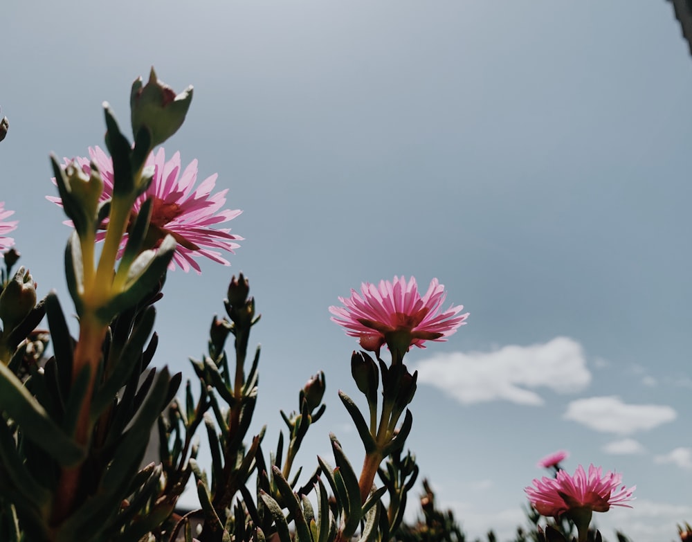 pink flower under cloudy sky during daytime