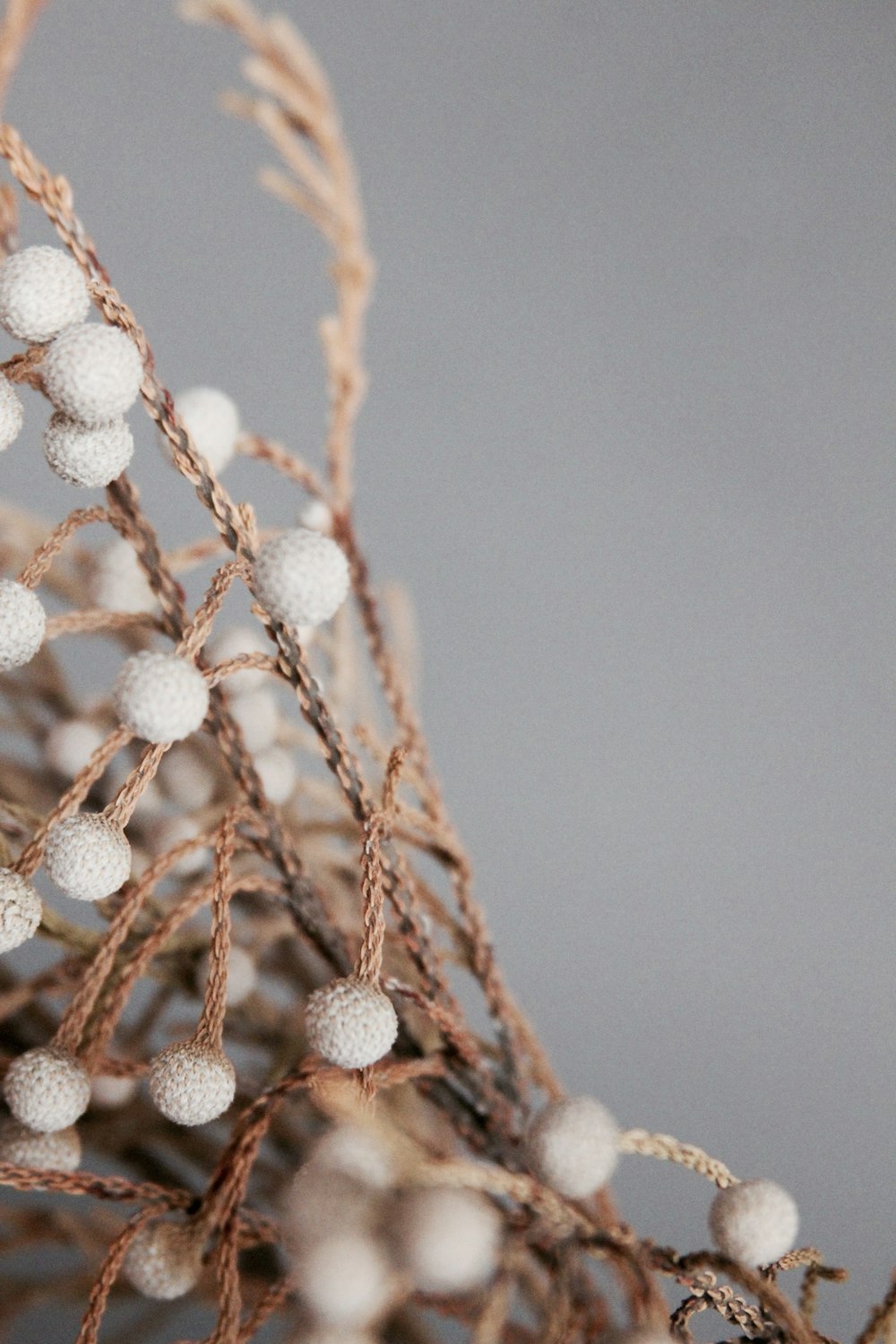 white round flowers on brown tree branch