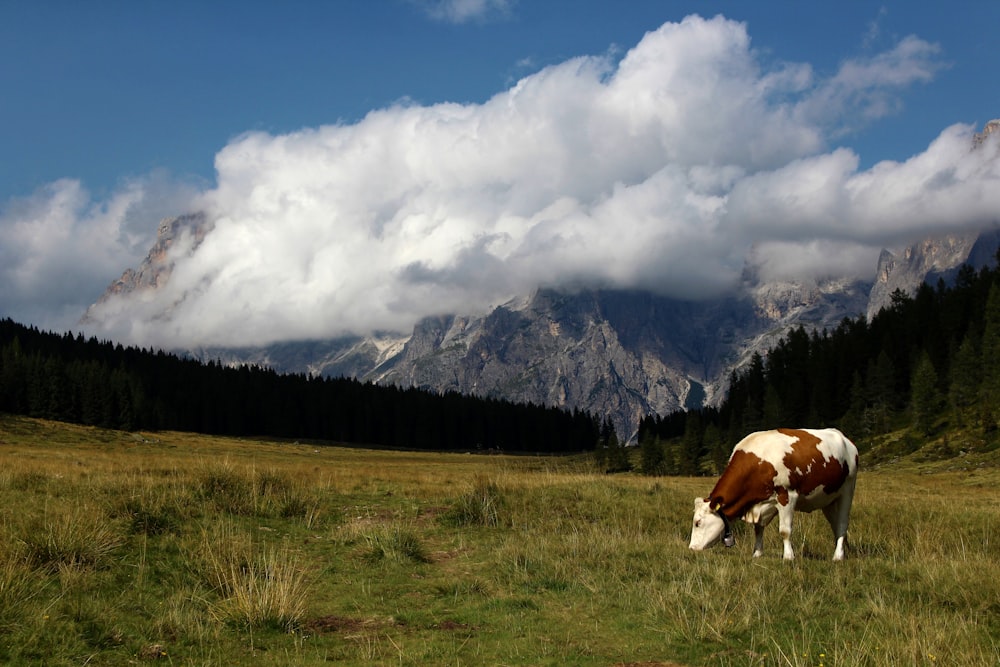 brown and white cow on green grass field near mountain under white clouds during daytime