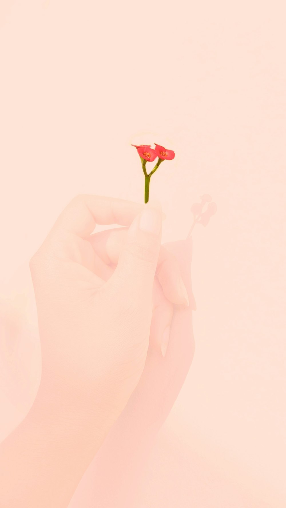 person holding red rose flower