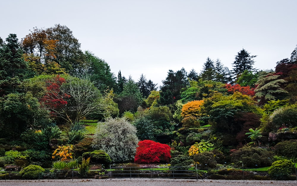 green and red trees near body of water during daytime