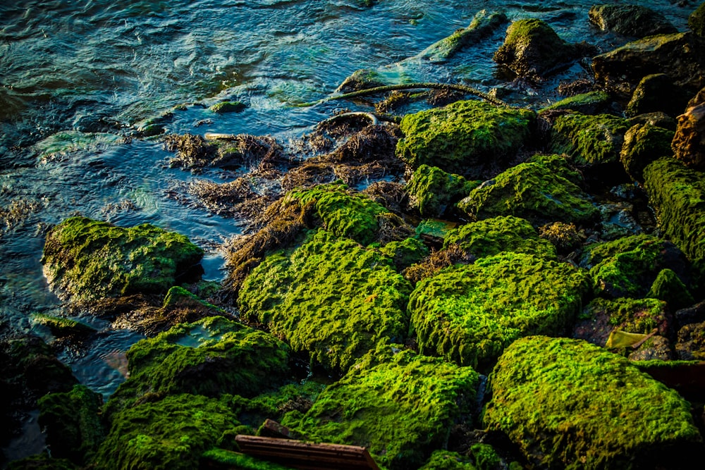 green moss on brown rock formation near body of water during daytime