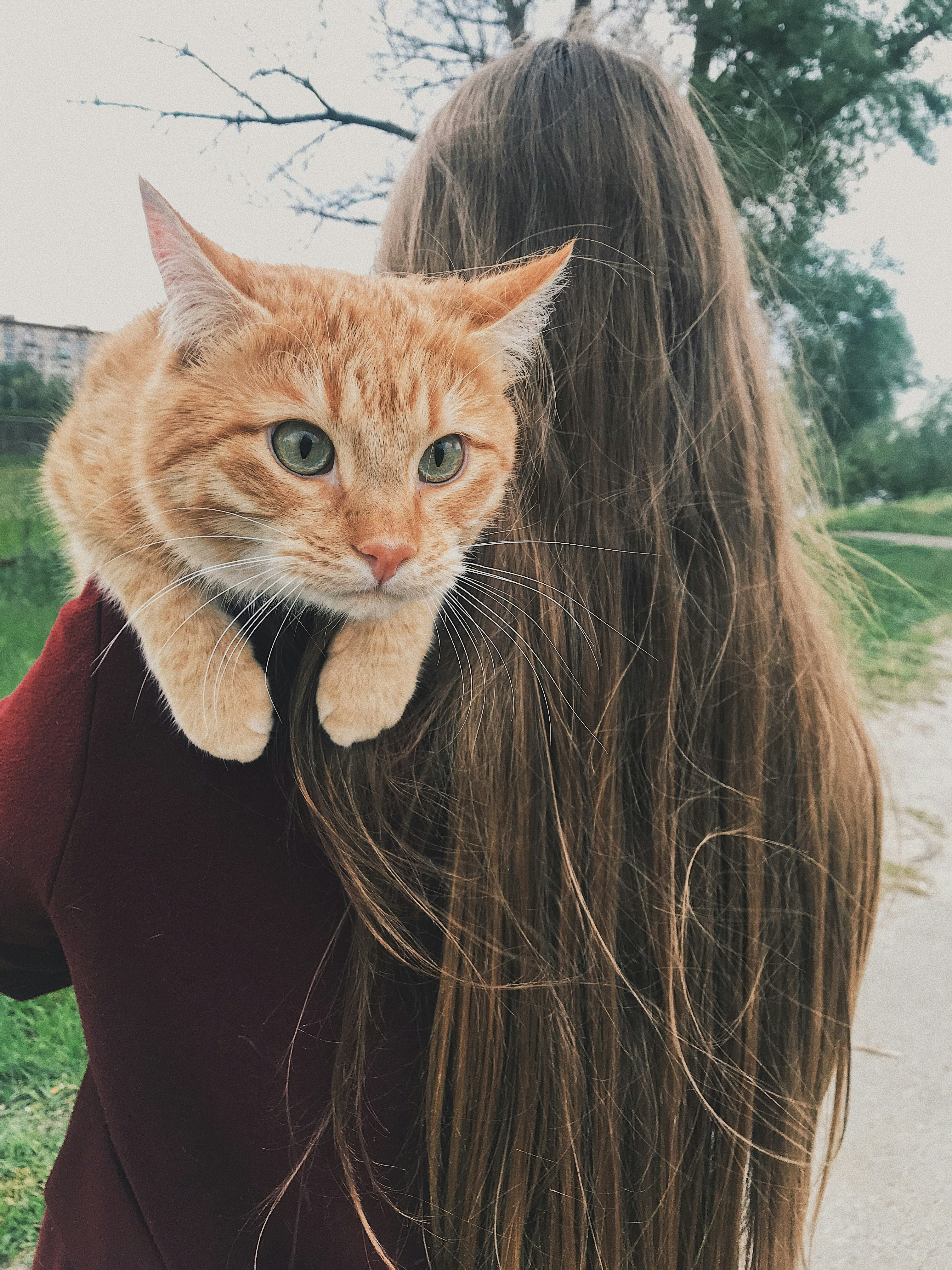 Offer a Shoulder Ride (If They Like It) (image credits: unsplash)