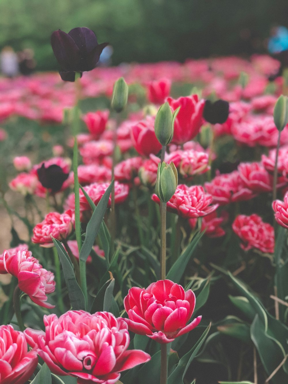 pink flowers in tilt shift lens