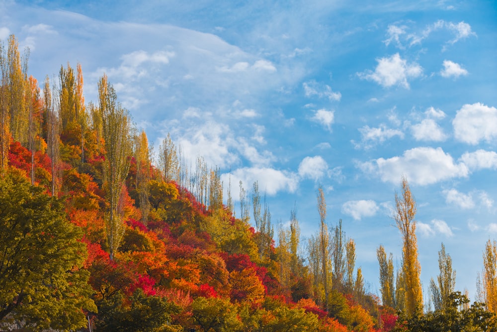 green and brown trees under white clouds and blue sky during daytime