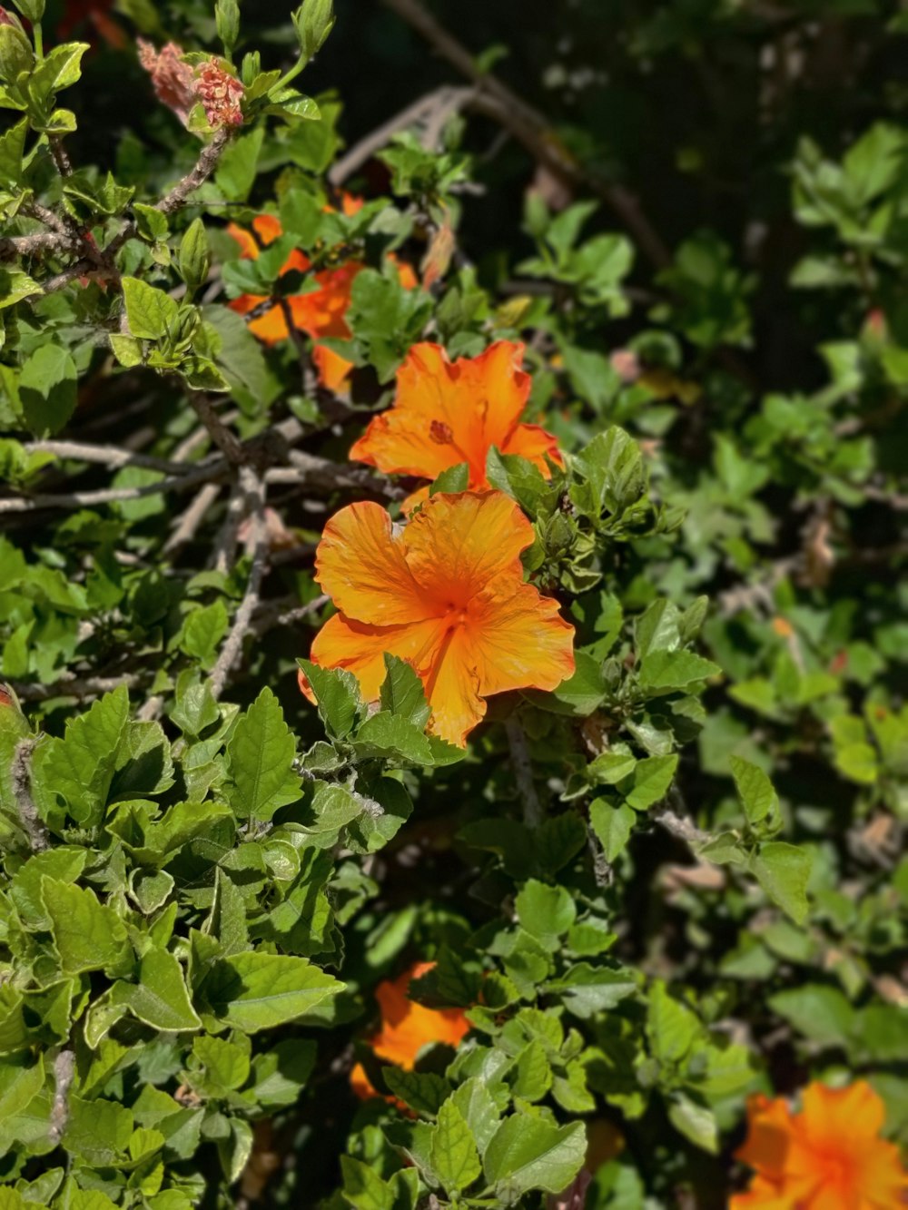 orange flower with green leaves