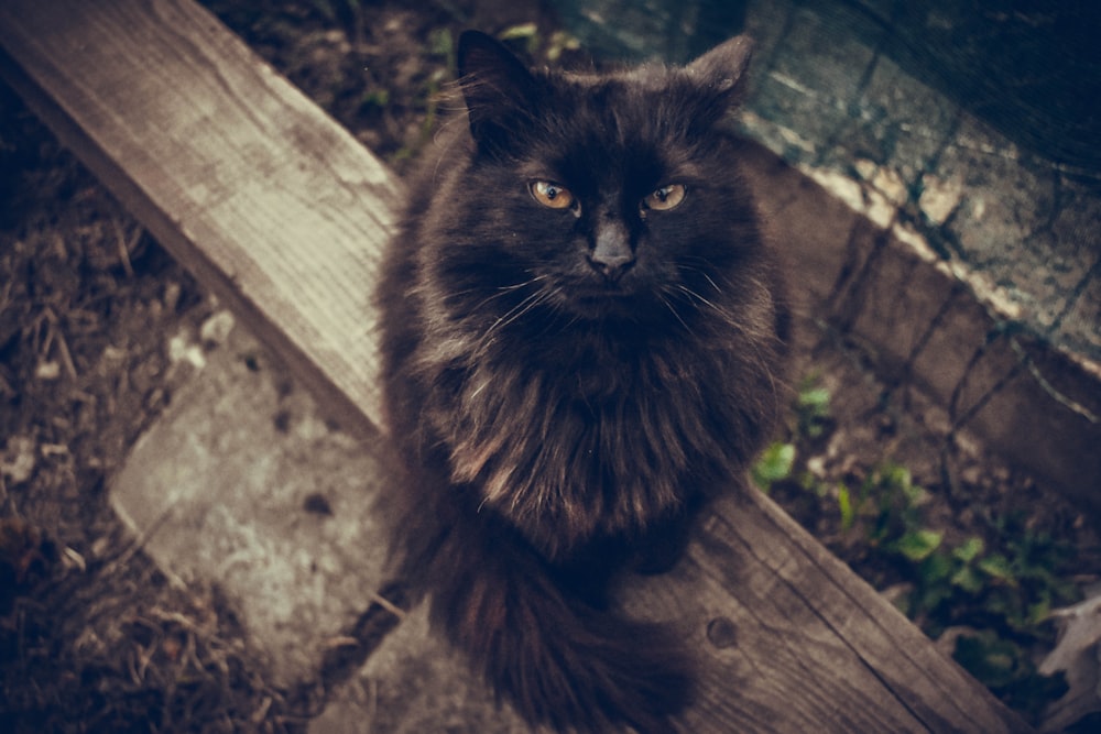 black cat on wooden fence