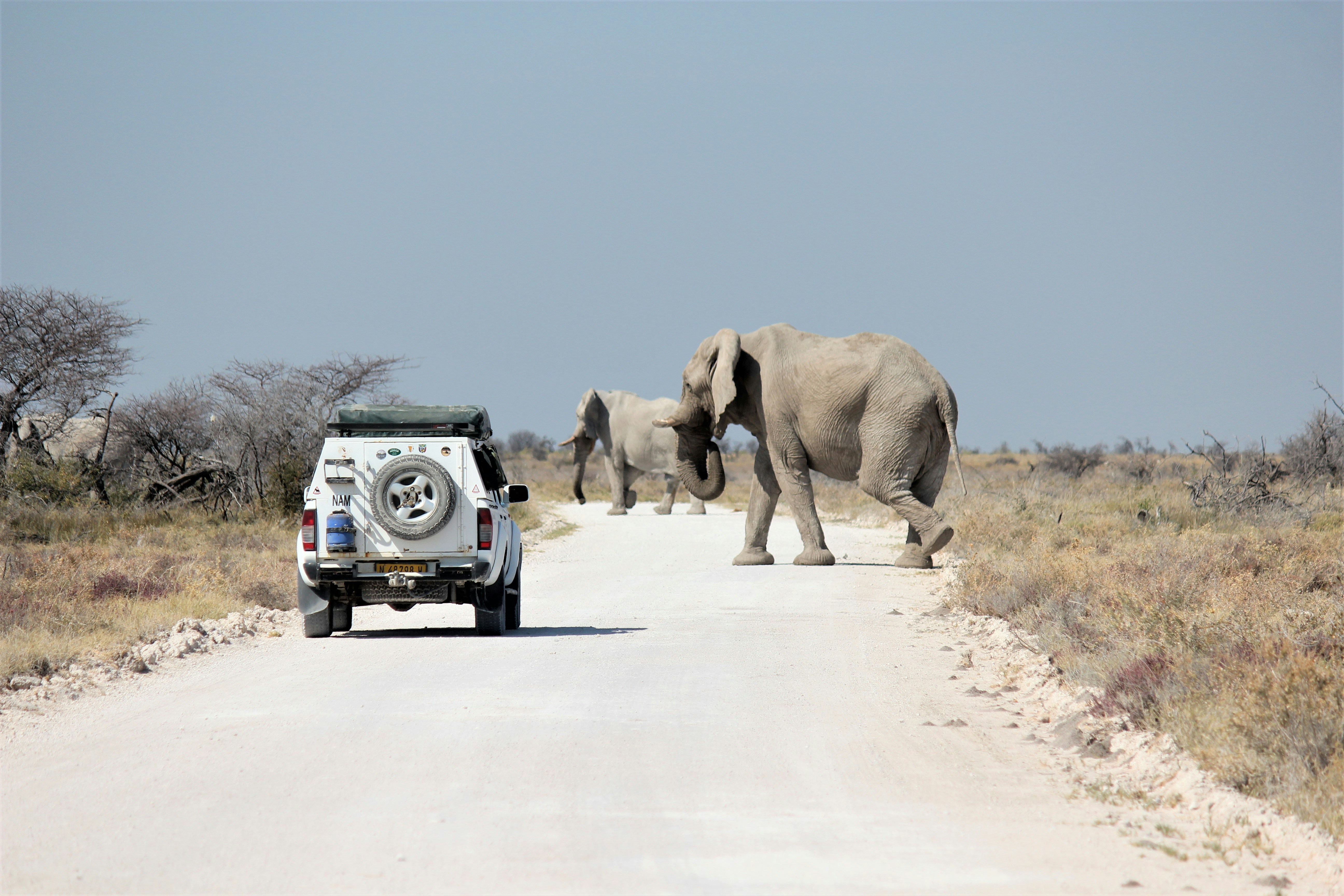Elefant crossing