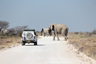 elephant and elephant walking on road during daytime