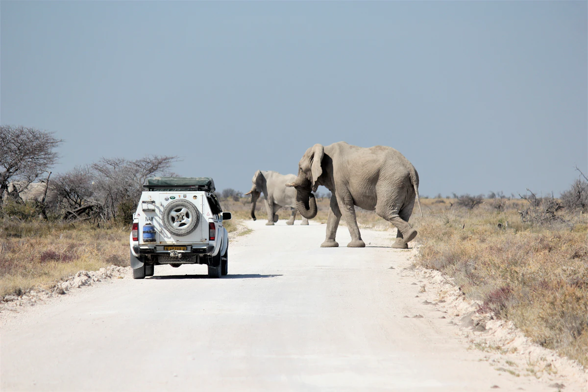 Safari vehicle on a road in Etosha with an elephant