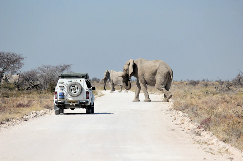 Safari vehicle on a road in Etosha with an elephant
