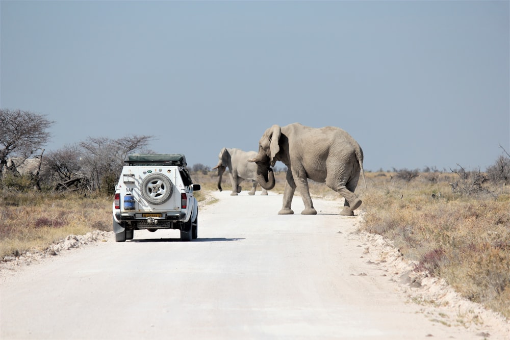 elephant and elephant walking on road during daytime