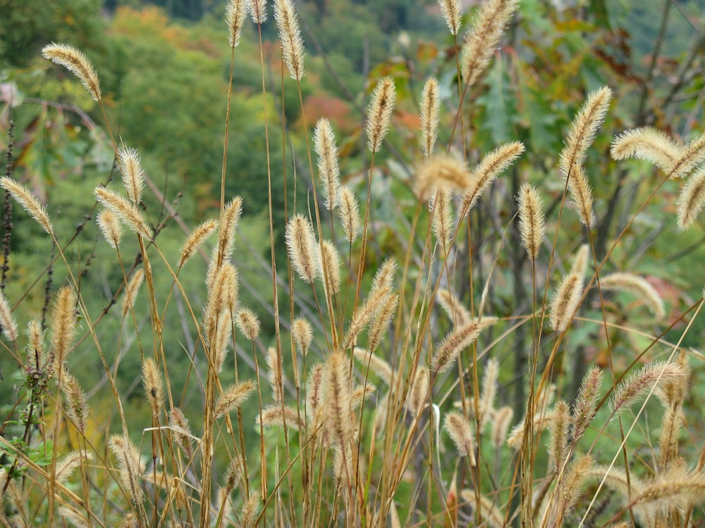 brown wheat field during daytime