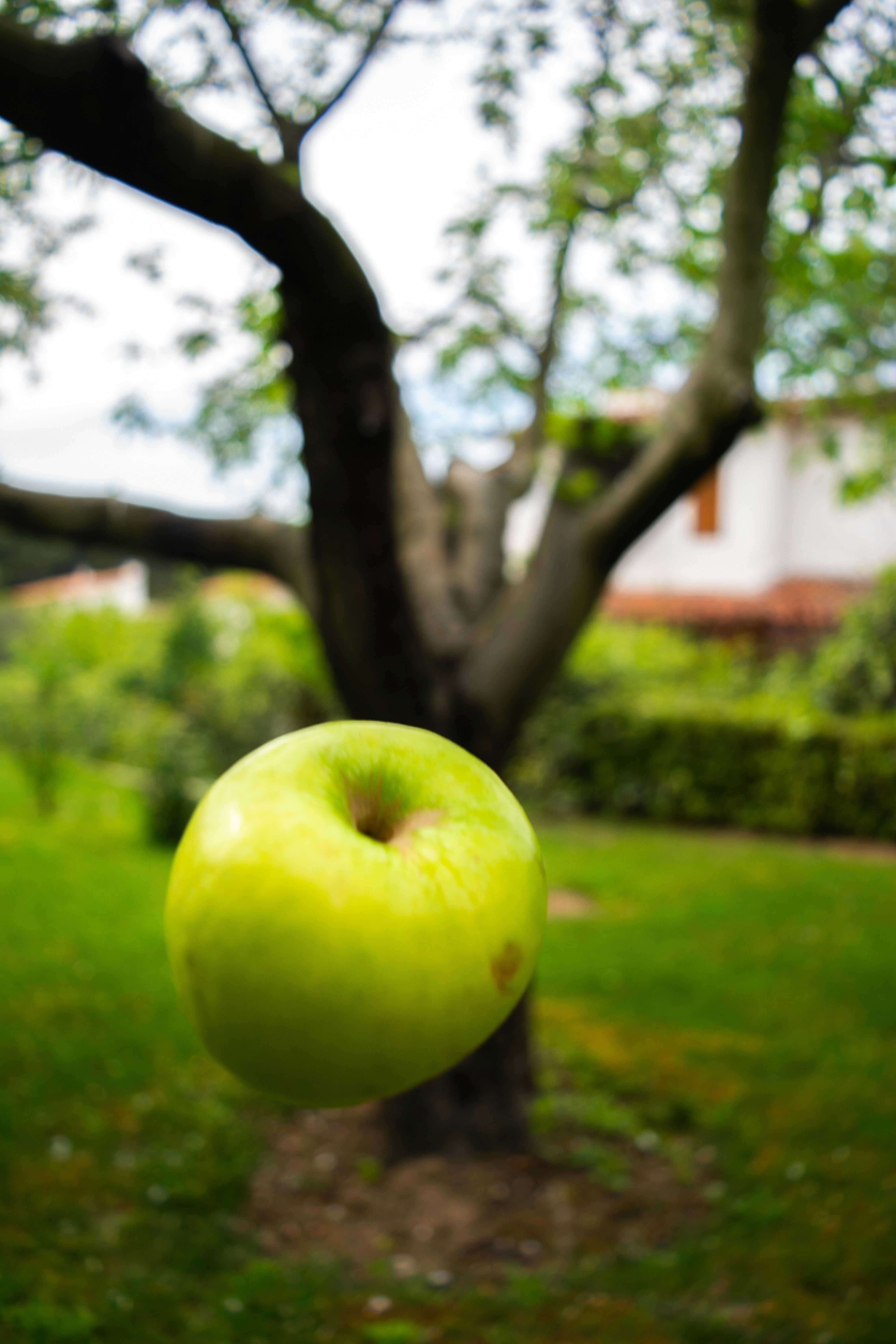 green apple fruit on green grass field during daytime