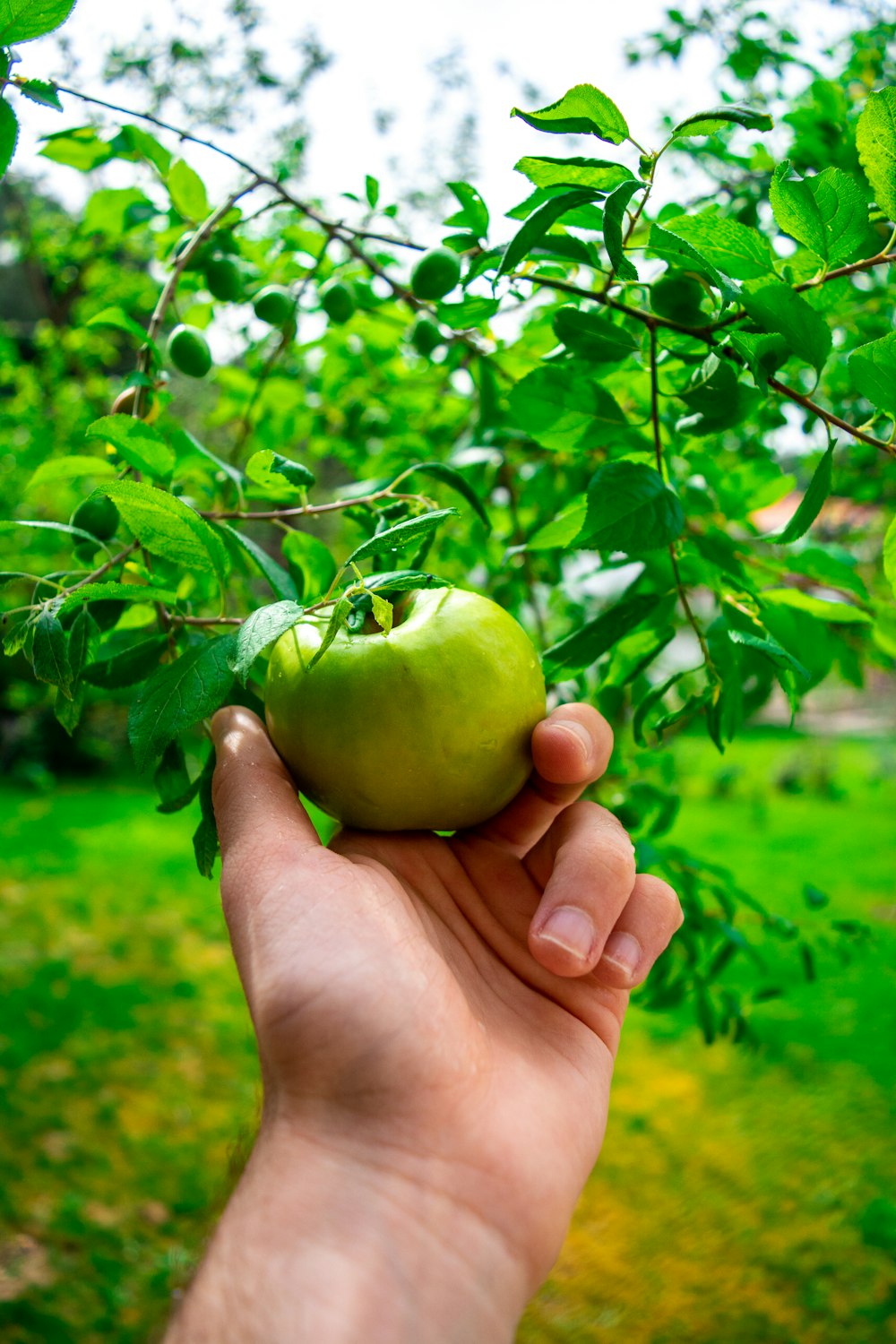 person holding green apple fruit