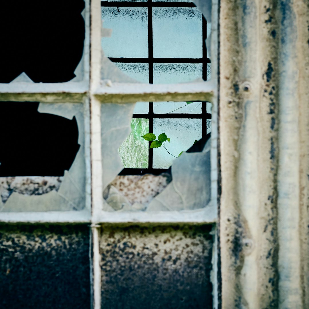 green plant on white wooden window