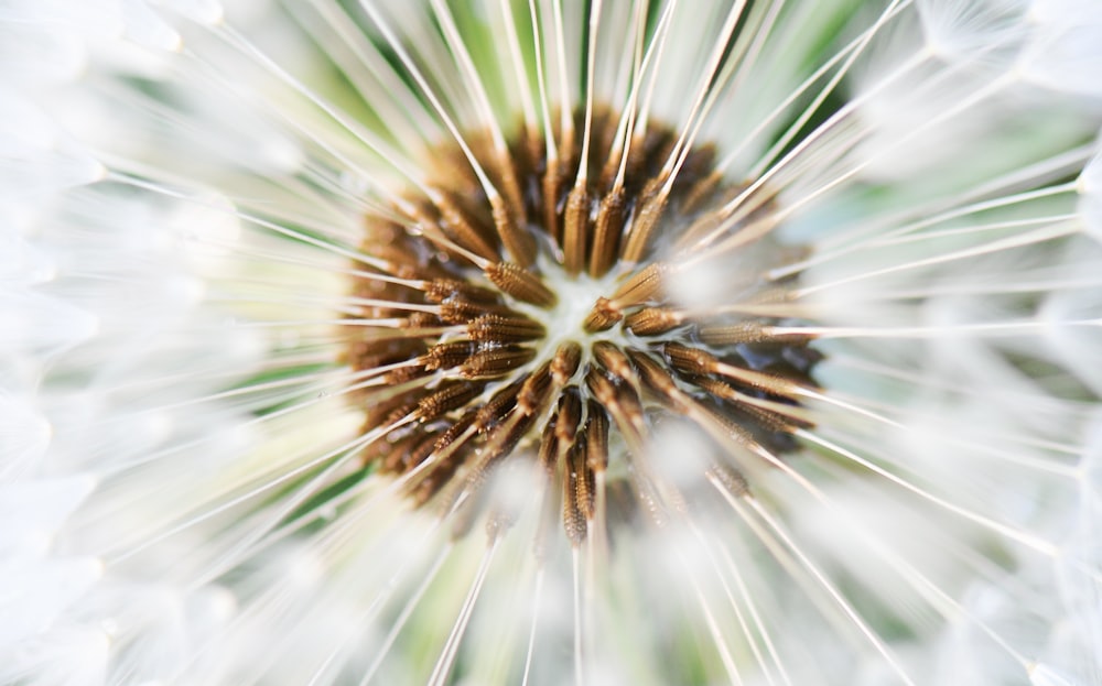 brown and white dandelion flower