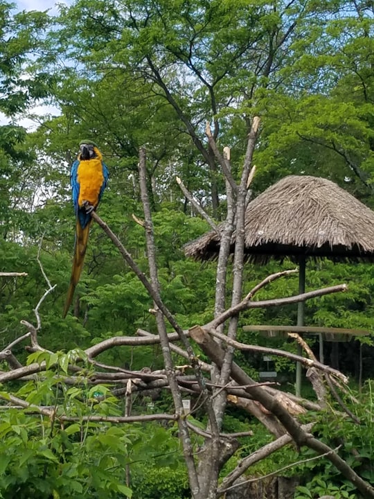 blue and yellow macaw on brown tree branch during daytime in Toronto Zoo Canada