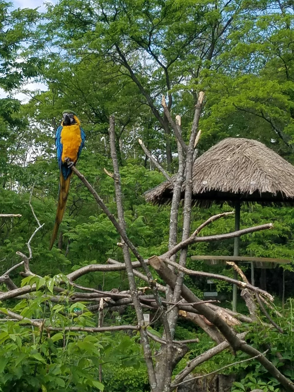 blue and yellow macaw on brown tree branch during daytime