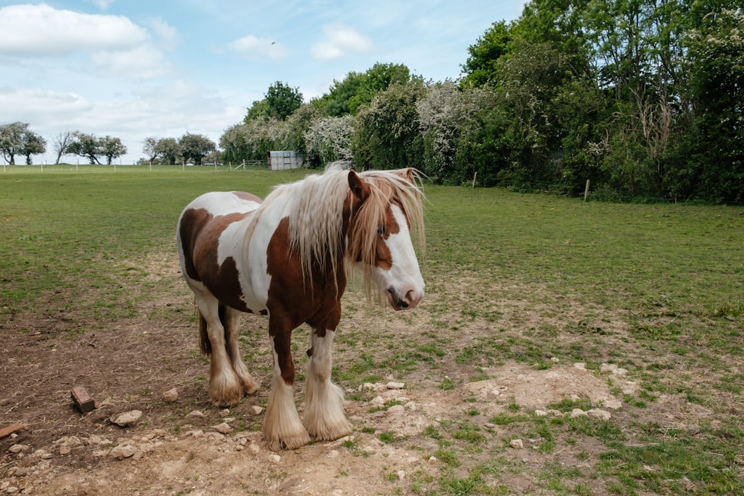 brown and white horse on green grass field during daytime