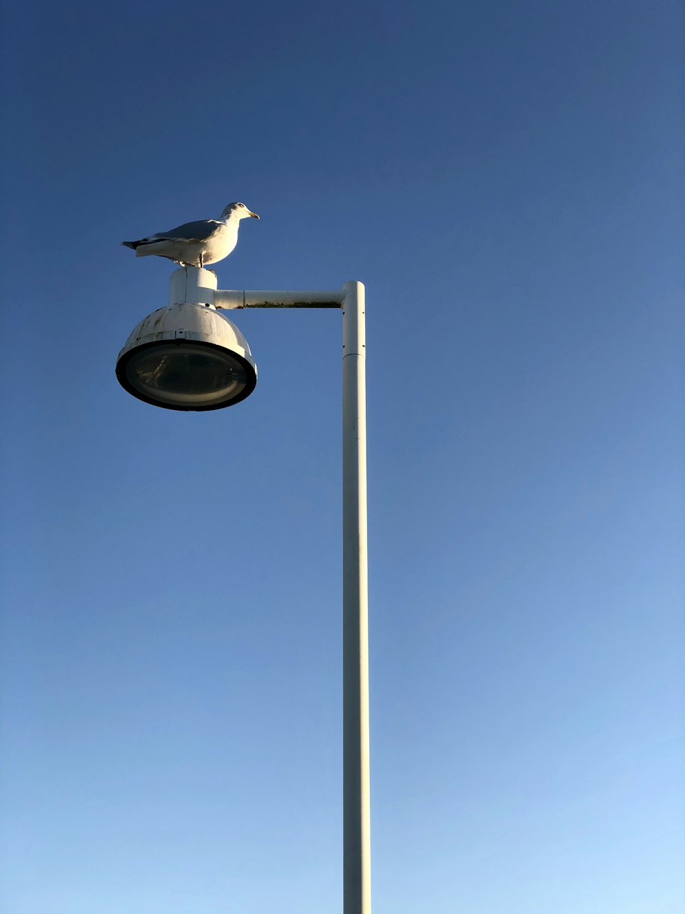 white bird on gray street light during daytime