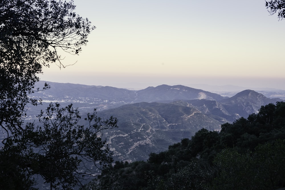 green trees on mountain during daytime