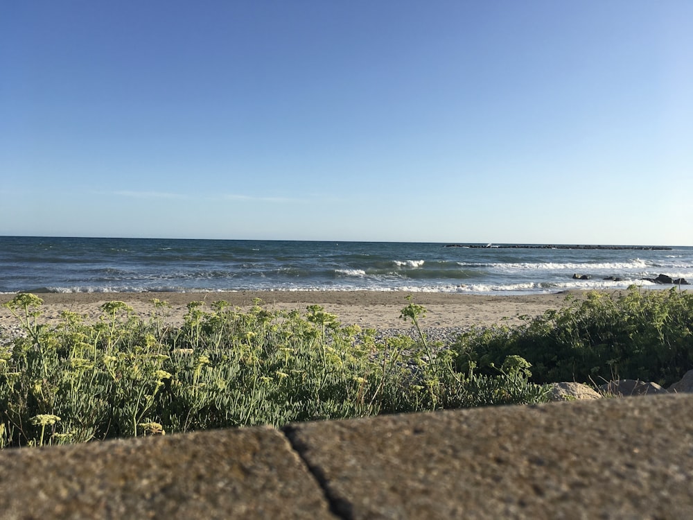 green grass near sea during daytime