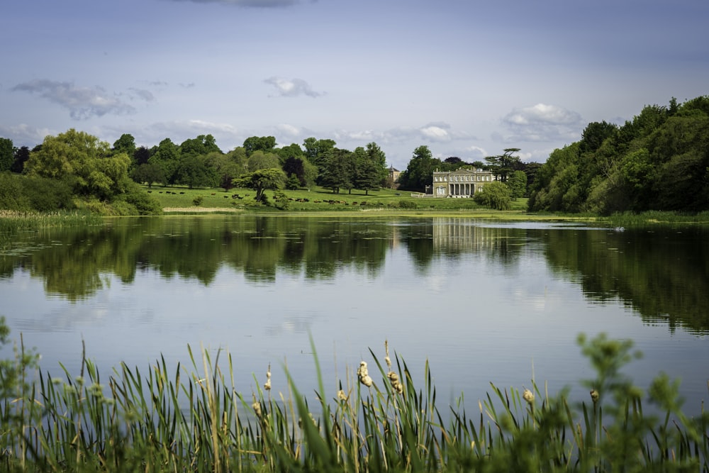 green grass near body of water during daytime